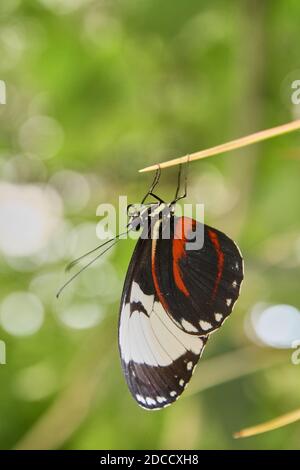 Kräuter, Pflanze, Blatt, Medizin, Cannabis, Natur, Hintergrund, natürlich, organisch, gesund, Hanf, Gras, grün, Unkraut, frisch, Element, Illustration, medizinisch, Stockfoto