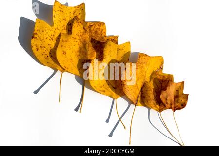 Herbstzusammensetzung - gelbe Herbst trockene Blätter des Tulpenbaums, sechs Blätter im Maßstab von klein bis groß auf weißem Hintergrund. Draufsicht Stockfoto