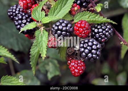 Nahaufnahme von Brombeeren - reif und unreif - und Brennnesselblättern, die in einer Hecke in West Sussex wachsen. Stockfoto