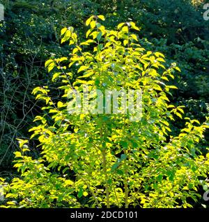 Ein hinterleuchteter junger Kirschbaum (prunus avium), dessen grüne Blätter vor einem schattigen Hintergrund leuchten. Stockfoto