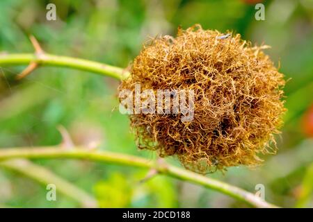 Nahaufnahme der Galle, die von der Bedeguar Gall Wasp (dipolepsis rosae) auf einem Zweig einer Hunderosenpflanze (rosa canina) als Gärtnerei für ihre Larven begrüßt wird. Stockfoto