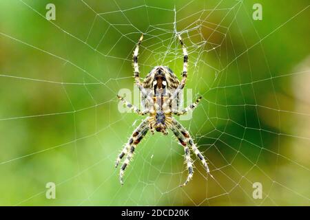 Common Garden Spider (araneus diadematus), Nahaufnahme der Unterseite einer der gemeinen Spinnen in Großbritannien, die an ihrem Netz oder Spinnennetz hängen. Stockfoto