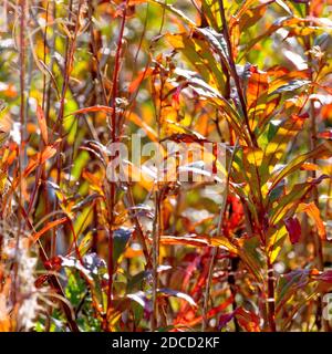 Rosebay Willowherb (epilobium, Chamerion oder Chamaenerion angustifolium), hinterleuchtete Nahaufnahme der lebendigen Farben der Blätter im Herbst, daher Fireweed. Stockfoto