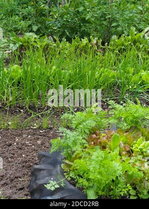 Ein kleiner Garten Gemüsegarten wachsenden Salat Kulturen. Stockfoto