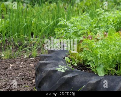 Ein kleiner Garten Gemüsegarten wachsenden Salat Kulturen. Stockfoto
