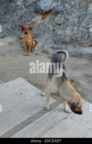 Zwei heimatlose hungrige Hunde in der Türkei. Stockfoto
