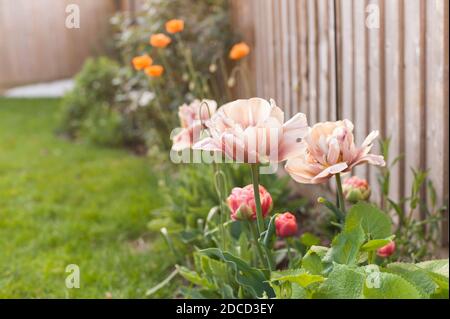 Tulipa ‘La Belle Epoque’ in Blüte Stockfoto