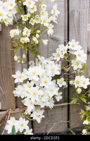 Clematis cartmanii ‘Avalanche’ in Blüte im Frühjahr Stockfoto