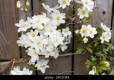 Clematis cartmanii ‘Avalanche’ in Blüte im Frühjahr Stockfoto