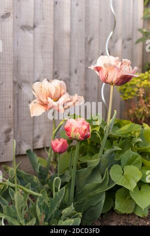 Tulipa ‘La Belle Epoque’ mit angehenden Tulipa 'Kupferbild' Stockfoto