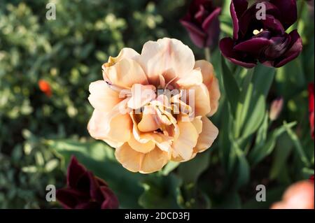 Tulipa ‘La Belle Epoque’ in Blüte Stockfoto