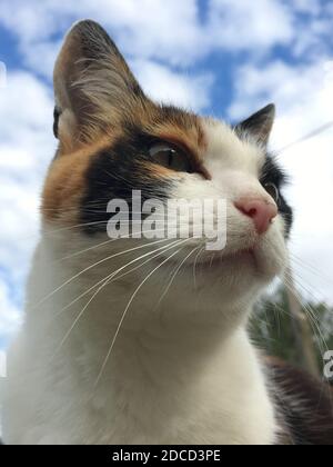 Porträt einer dreifarbigen Katze Nahaufnahme Stockfoto
