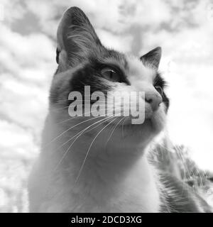 Schwarz-Weiß-Porträt von unten Ansicht einer Katze in der Nähe Nach oben Stockfoto
