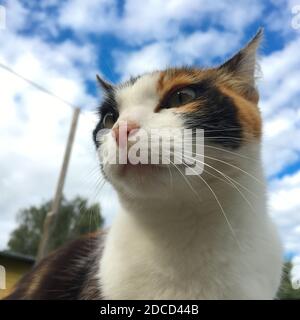 Porträt einer dreifarbigen Katze Nahaufnahme Stockfoto