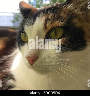 Eine Nahaufnahme einer Katze Stockfoto