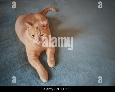 Die Erwachsene Hausteddykatze der roten Farbe liegt auf Eine blaue Tagesdecke Stockfoto