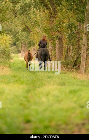 Junge Frau reitet ohne Sattel auf ihrer schönen braunen Stute, neben ihnen gelbes Fohlen, im Herbstwald. Von hinten gesehen. Stockfoto