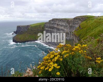 Panoramablick auf Cliffs of Moher, Irland mit gelben Wildblumen. Speicherplatz kopieren. Hochwertige Fotos Stockfoto