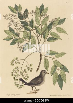 Mark Catesby, (Künstler), Englisch, 1679 - 1749, The Ground Dove (Columba Passerina), Nat. Hist. Of Carolina, Florida and the Bahama Isl: V.1,T26, (Serie), veröffentlicht 1731-1743, handkolorierte Radierung Stockfoto