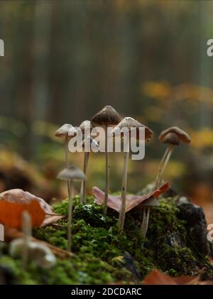 Auf der Suche nach Pilzen in Jena im Herbst mit Bodenperspektive Stockfoto