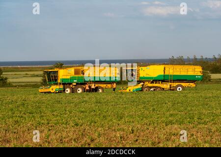 PEA Harvest, Bawdsey Suffolk England. Stockfoto