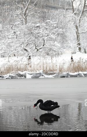 Schwarzer Schwan im Winter im St. James Park Whitehall London England Großbritannien. Stockfoto