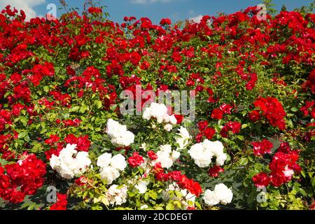 Riesige Bank von roten und weißen Rosen. Stockfoto