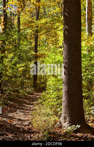 Ein Wildnispfad im Nolde State Forest in der Nähe von Reading, Berks County, Pennsylvania, USA Stockfoto