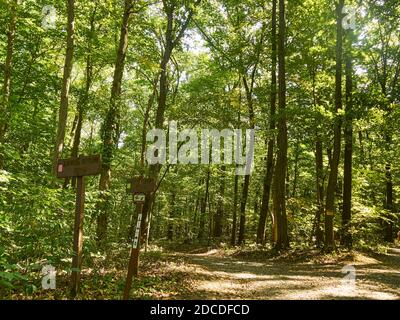 Wanderwege und eine Wegkreuzung im Boyd Big Tree Preserve in der Nähe von Harrisburg, Pennsylvania, USA Stockfoto