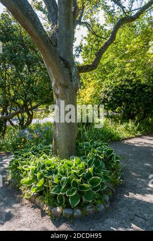 Ein Baum umgeben von Laub auf einem Park Fußpfad in Queen Anne, Seattle, Washington. Stockfoto