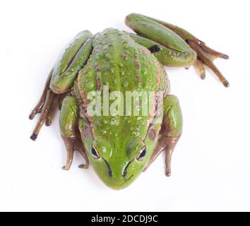 Südliche Glocke oder Knurrender Grasfrosch (Litoria raniformis) Stockfoto