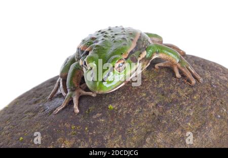 Südliche Glocke oder Knurrender Grasfrosch (Litoria raniformis) Stockfoto