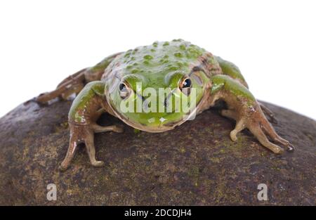 Südliche Glocke oder Knurrender Grasfrosch (Litoria raniformis) Stockfoto