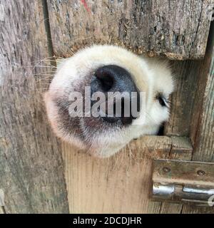 Die Nase des weißen Hundes ragt aus einem Loch in die heraus Zaun Stockfoto