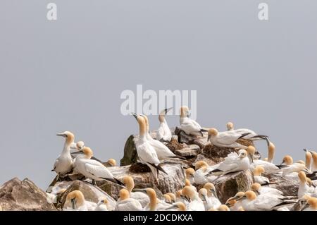 Nördliche Tölpel, Morus bassanus, an Cape St. Mary's Ecological Reserve Brutkolonie auf Neufundland. Stockfoto