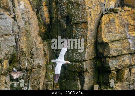 Eine nördliche Gannette, Morus bassanus, die an den Klippen an Cape St. Mary's Ecological Reserve Brutkolonie auf Neufundland vorbeifliegt. Stockfoto