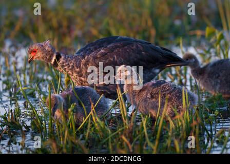 Südlicher Schreier (Chauna torquata) Iberà Sümpfe, Provinz Corrientes, Argentinien Stockfoto