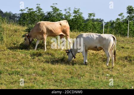 Herde piemontesischer Kühe grasen in einem Moment der Ruhe, auf den Wiesen des ligurischen Apennins. Stockfoto
