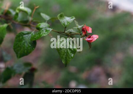 Ein Rispe grünes Blatt vor roten Blättern in Der Garten Stockfoto