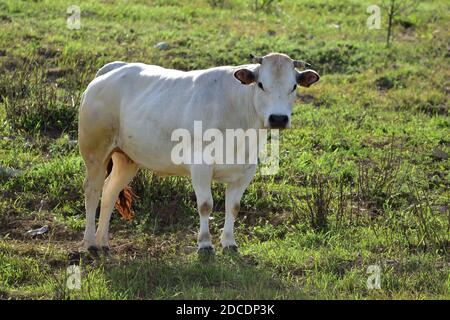 Piemontesische Rasse Kühe weiden ligurischen Apenninen. Stockfoto