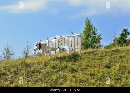 Herde piemontesischer Kühe grasen in einem Moment der Ruhe, auf den Wiesen des ligurischen Apennins. Stockfoto