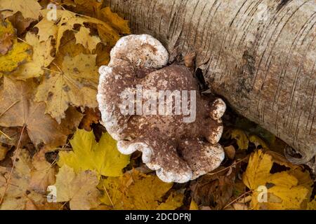 Birke Polypore oder Razor Stop Pilz, Suffolk Forest Stockfoto