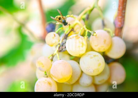 Wespe auf Trauben . Fliegendes Insekt auf einer süßen Frucht Stockfoto