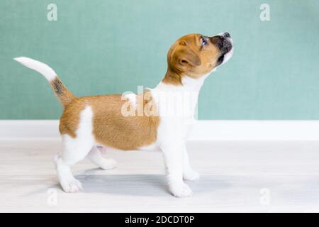 Ein schöner weißer Welpe Jack Russell Terrier mit braunen Ohren und Flecken und einer schwarzen Nase, steht seitlich in einem Gestell, schaut nach oben. Stockfoto