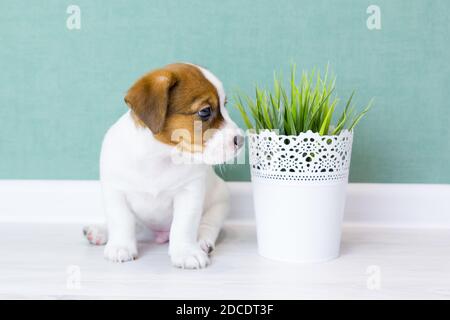 Ein schöner Welpe Jack Russell Terrier mit braunen Ohren sitzt und blickt seitlich vor den Hintergrund einer grünen Wand. Künstliche Pflanze in einem weißen Topf Stockfoto