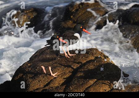 Pacific Grove, Kalifornien, USA. November 2020. Oyster Catchers Paar halten ein Auge auf die High Surf Oystercatchers haben einen starken Partner und Website Treue, gibt es einen Rekord von einem Paar verteidigen die gleiche Website für 20 Jahre. Kredit: Rory Merry/ZUMA Wire/Alamy Live Nachrichten Stockfoto