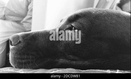 Schwarz und weiß liebenswert Hund Porträt, innen Hintergrund, Welpe Stockfoto