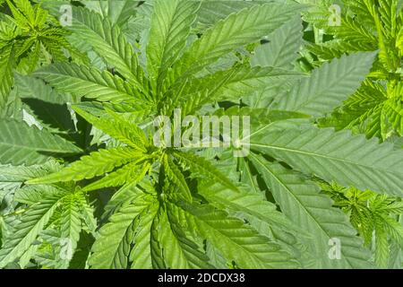 Marihuana-Blätter aus der Nähe Stockfoto