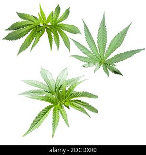 Marihuana-Blätter isoliert auf weißem Hintergrund Stockfoto