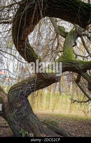 Verdrehter Weidenstamm, der mit Moos bedeckt ist. Die Zweige des Baumes berühren den Boden. Stockfoto